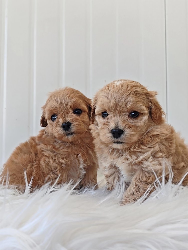 MALTIPOO MASCHIO EFEMMINA GENITORI VISIBILI E TESTATI