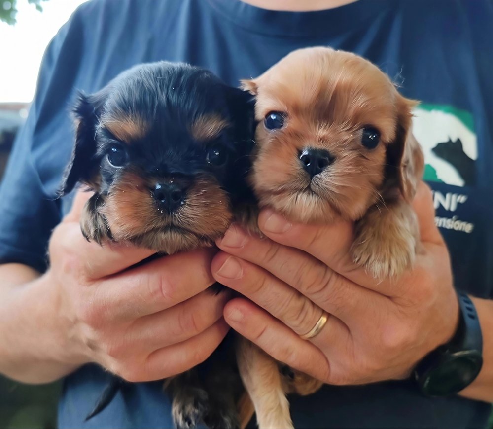 CUCCIOLI CAVALIER KING MASCHI